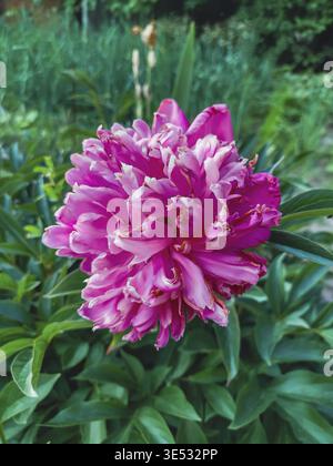 Un gros plan vibrant d'une fleur de pivoine rose entièrement fleurie dans un cadre de jardin. Un feuillage vert luxuriant entoure les délicats pétales Banque D'Images