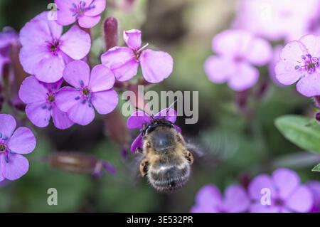 Eine Biene sammelt Nektar von einer leuchtend violetten Blume in voller Bluete Banque D'Images