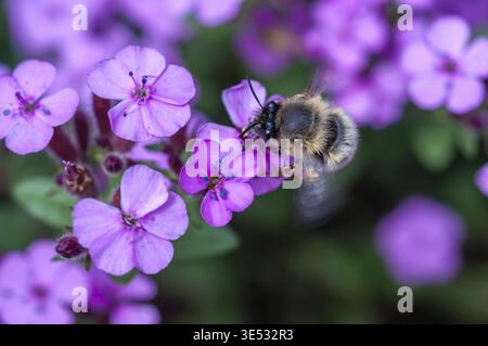 Eine Biene schwebt ueber zartrosa Blueten und sammelt pollen und Nektar in einer Gartenlandschaft Banque D'Images