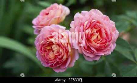 Trois roses roses en pleine floraison, leurs pétales se déploient à la lumière du soleil, montrant des détails délicats et des variations de couleurs douces Banque D'Images