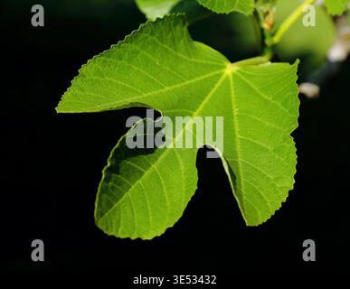 Concept - fraîcheur / vie verte / environnement. Jeunes feuilles de figuier bio fraîches poussant dans la nature. Mise au point peu profonde, fond d'ombre naturelle. Banque D'Images