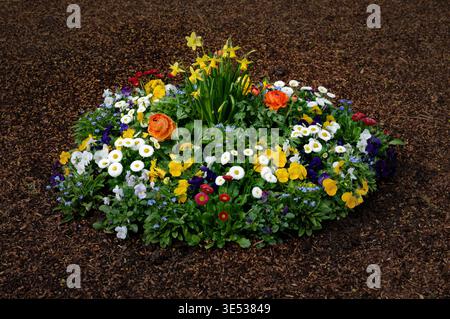 Fleurs printanières vibrantes, y compris jonquilles et pansies disposées dans un lit circulaire décoratif sur paillis d'écorce sombre, entretien professionnel du jardin Banque D'Images