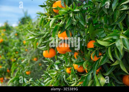 Mandarines mûres sur les arbres Banque D'Images