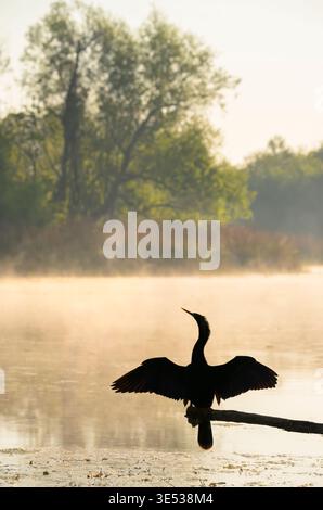 Anhinga (Anhinga anhinga) séchage des plumes tôt le matin, au-dessus d'un lac fumant, parc d'État de Brazos Bend, Texas, États-Unis. Banque D'Images