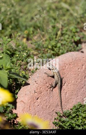 Lézard de clôture de l'Ouest , Déloporus occidentalis, jardin de Californie du Sud Banque D'Images