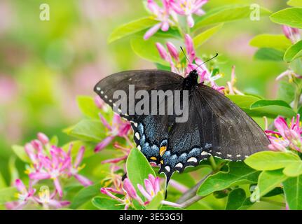 Papillons femelles à queue d'araignée noire (Papilio polyxenes) reposant sur des fleurs roses de chèvrefeuille (Lonicera) dans le comté de Waukesha, Wisconsin, à la mi-mai. Banque D'Images