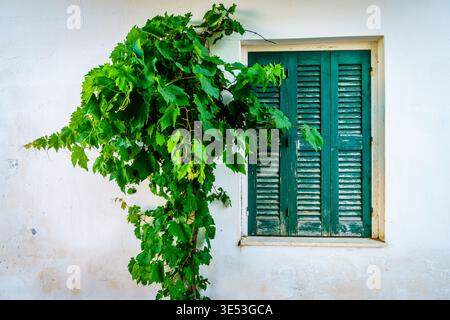 Image d'une façade de maison dans un petit village crétois avec une fenêtre fermée et grimpant en vigne Banque D'Images