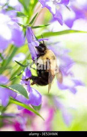 Bourdon sur une fleur violette. Gros plan photo d'un bourdon sur une fleur violette dans une lumière douce et chaude. Banque D'Images