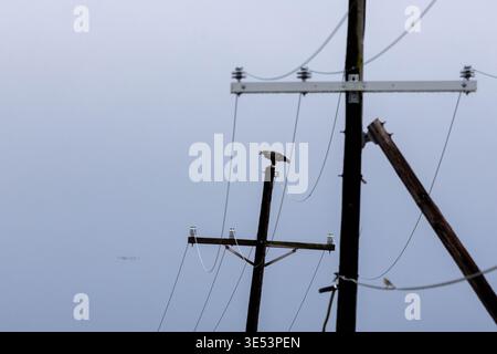 Aigle chauve juvénile perché au sommet d'un poteau utilitaire en bois contre un ciel gris Banque D'Images