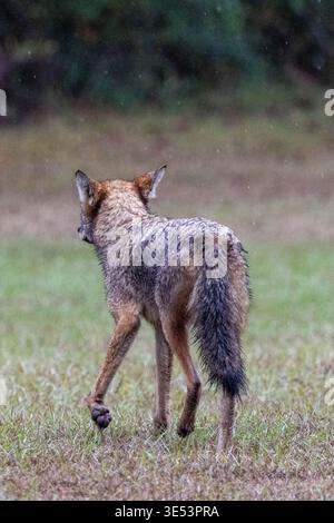 Coyote sauvage debout dans un habitat naturel de broussailles regardant vers la caméra Banque D'Images