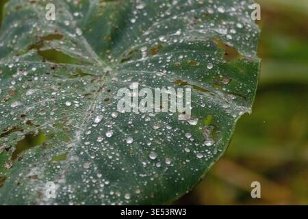 Une photo macro détaillée d'une feuille tropicale verte vibrante, communément appelée oreille d'éléphant ou plante de Taro (Colocasia). Gouttelettes d'eau scintillantes et rai Banque D'Images