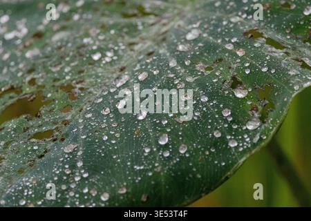 Une photo macro détaillée d'une feuille tropicale verte vibrante, communément appelée oreille d'éléphant ou plante de Taro (Colocasia). Gouttelettes d'eau scintillantes et rai Banque D'Images