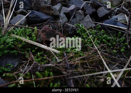 Gros plan de mousse verte poussant à côté d'un petit fragment de brique sur un sol naturel avec de l'herbe sèche. L'image met en évidence des textures de croissance organique et de mauvaises herbes Banque D'Images