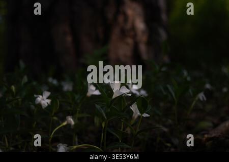 Délicates fleurs sauvages blanches poussant sur un sol forestier, légèrement éclairées par une faible lumière naturelle. L'arrière-plan sombre et flou rehausse l'humeur et le pois Banque D'Images