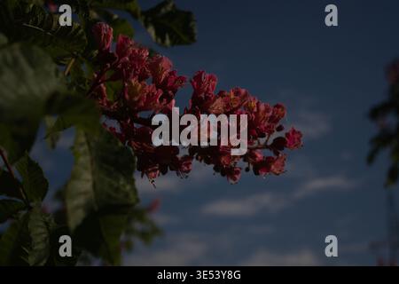 Les fleurs de châtaigniers rouges fleurissent sur une branche d'arbre contre un ciel bleu clair au printemps. La lumière naturelle du soleil met en valeur les couleurs vives et la texture délicate Banque D'Images