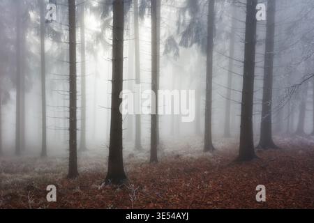 Forêt magique brumeuse à l'heure d'hiver avec une belle lumière. Paysage de fond d'arbre Banque D'Images