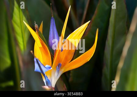 Oiseau de Paradis (Strelitzia reginae) fleur unique au milieu des feuilles Banque D'Images