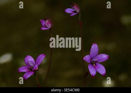 Orchidée émaillée violette (Elythranthera brunonis) photographiée dans le parc national de Stirling Range, en Australie occidentale Banque D'Images