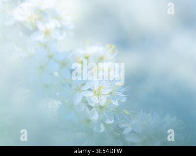 Gros plan de fleurs de printemps avec un fond flou et des couleurs fraîches et vives Banque D'Images
