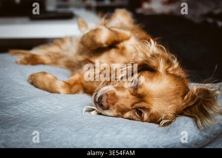 Un spaniel brun mixte est détendu sur une couverture blanche sur le canapé dans le salon Banque D'Images