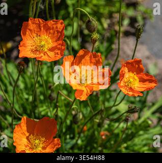Gros plan des coquelicots oranges en fleurs avec des étamines jaunes. Belles couleurs vives au soleil. Banque D'Images