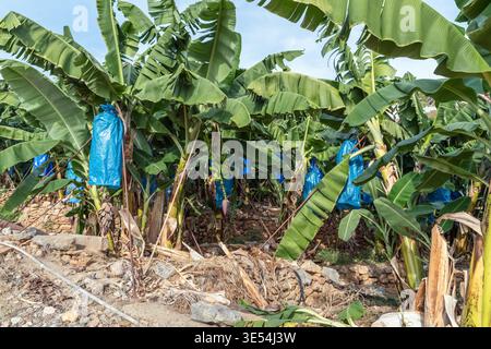 Plan horizontal large d'une plantation de bananes à Alanya, en Turquie, avec des grappes de fruits enveloppées dans des sacs de protection bleus Banque D'Images