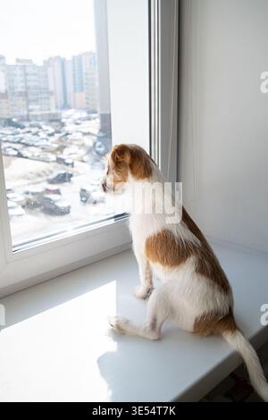 Jack Russell Terrier chien assis sur le rebord de la fenêtre regardant la rue. Animal en attente du retour du propriétaire. Observation des animaux vue sur la ville depuis la fenêtre. Concept de lon Banque D'Images