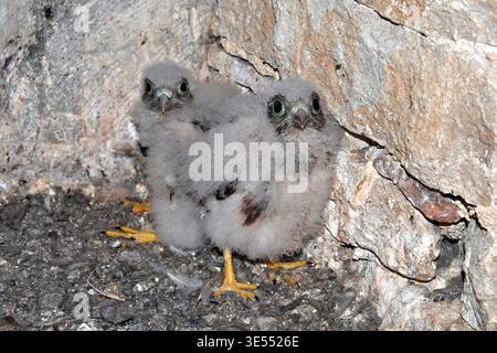 France, Doubs, Cestrel commun (Falco tinnunculus), nichant dans une lucarne en forme de coeur, poussins Banque D'Images