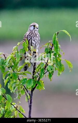 France, Doubs, Cestrel commun (Falco tinnunculus), adulte perché sur un arbre à l'affût Banque D'Images