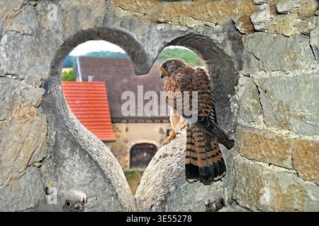 France, Doubs, Cestrel commun (Falco tinnunculus), adulte perché à l'entrée d'une lucarne en forme de coeur dans une ferme Banque D'Images