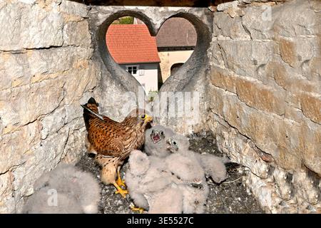 France, Doubs, Cestrel commun (Falco tinnunculus), nidifiant dans un puits de lumière, en forme de cœur, ferme, adultes et poussins, se nourrissant Banque D'Images