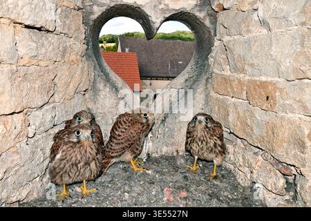 France, Doubs, Cestrel commun (Falco tinnunculus), nichant dans une lucarne en forme de coeur, poussins Banque D'Images