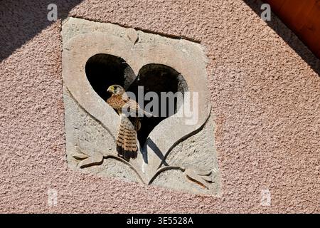 France, Doubs, Cestrel commun (Falco tinnunculus), nichant dans une lucarne en forme de coeur sur une ferme Banque D'Images