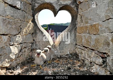 France, Doubs, Cestrel commun (Falco tinnunculus), nichant dans une lucarne en forme de coeur, poussins Banque D'Images
