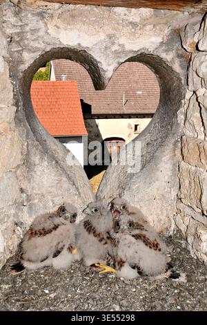 France, Doubs, Cestrel commun (Falco tinnunculus), nichant dans une lucarne en forme de coeur, poussins Banque D'Images