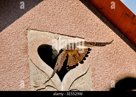 France, Doubs, Cestrel commun (Falco tinnunculus), nichant dans une lucarne en forme de coeur sur une ferme Banque D'Images