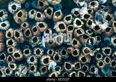 Macro texture fond de coquillages de bernacles regroupés sur un rocher à la plage de Vung Tau Vietnam Banque D'Images