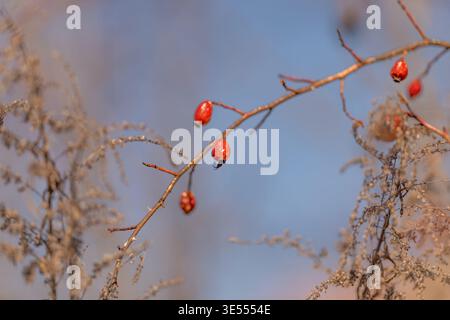 Hanches roses rouges sur branche givrée, gros plan délicat avec bokeh bleu doux, herbes séchées, atmosphère fraîche, composition minimaliste, humeur lente, b Banque D'Images