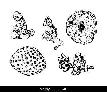 Ensemble d'illustrations vectorielles noires de coraux, d'éponges et de formes marines. Style d'encre dessiné à la main avec des textures détaillées. Idéal pour la conception marine, les imprimés Illustration de Vecteur