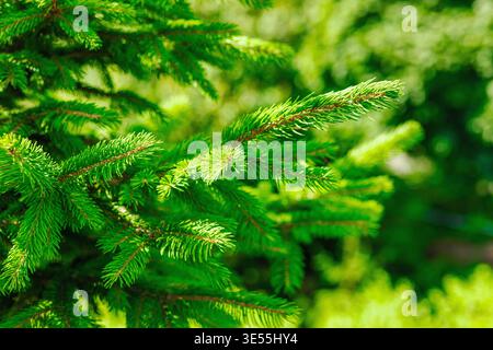 Jeunes branches d'épinette de Norvège (Picea abies) avec des aiguilles fraîches. Macro de conifères à feuilles persistantes pour la foresterie, l'industrie du bois et l'environnement Banque D'Images