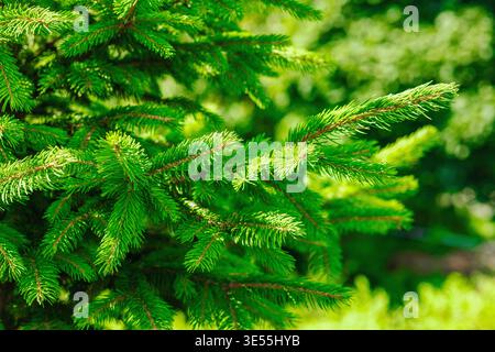 Jeunes branches d'épinette de Norvège (Picea abies) avec des aiguilles fraîches. Macro de conifères à feuilles persistantes pour la foresterie, l'industrie du bois et l'environnement Banque D'Images