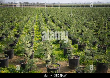 Rangées de plants de conifères en pot dans une pépinière extérieure avec système d'irrigation par pulvérisation aérienne pour la production de plantes paysagères Banque D'Images