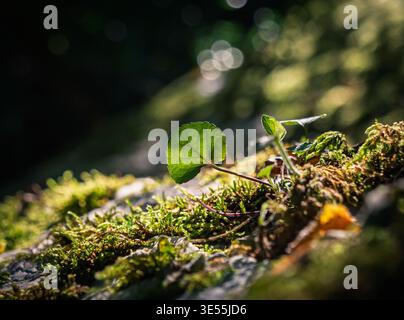 Vue macro de feuilles vertes ensoleillées avec de petites pousses prospérant sur la mousse verdoyante couvrant une surface naturelle pendant la journée Banque D'Images
