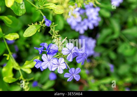 Plumbago auriculata avec de délicates fleurs bleues et violettes, focus sélectif sur le premier plan fleurit sur fond de feuillage vert flou. Capture Banque D'Images