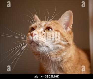 Le gingembre cat looking up Banque D'Images