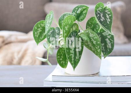 Gros plan Scindapsus ou Satin Silver Pothos plante d'intérieur en pot blanc sur table basse avec canapé défocalisé en arrière-plan. Espace de vie intérieur mettant en évidence Banque D'Images