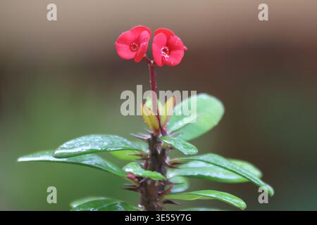 Couronne rouge d'épines (Euphorbia milii) Fleur avec des feuilles vertes et des épines aiguisées un jour de pluie Banque D'Images