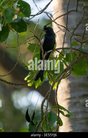 Drongo à queue de raquette (Dicrurus paradiseus) plus grand montrant des banderoles à queue allongées. Banque D'Images