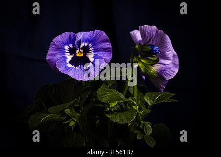 Fermez deux pansies violettes florissantes avec des centres jaunes et des feuilles vertes sur fond texturé bleu marine profond. Contraste de couleurs riche, éclairage studio, Banque D'Images