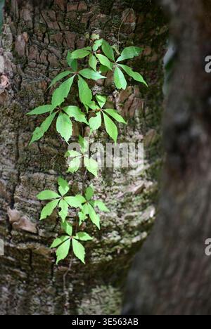 Crabère de Virginie (Parthenocissus quinquefolia) vigne de bois commun. Aussi appelé Woodbine, cinq doigts, cinq feuilles Ivy, floraison de vigne. Un membre du Banque D'Images
